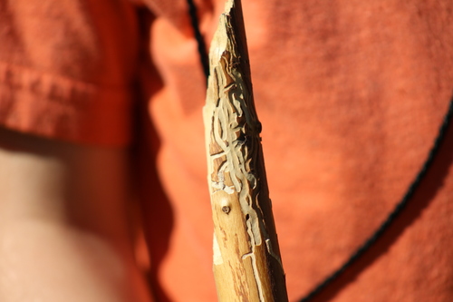 western pine beetle