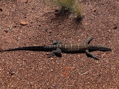 Varanus giganteus