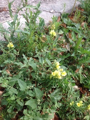 Linaria vulgaris