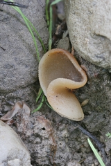 Pachyella celtica
