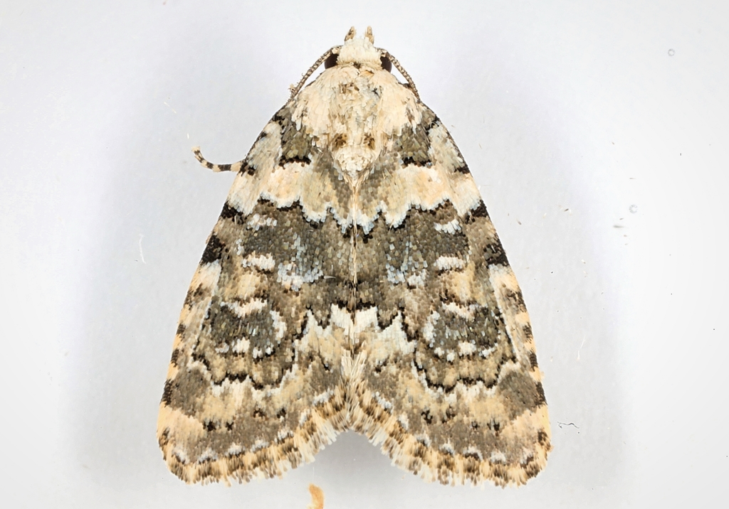 Marbled Beauty