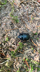 Anoplotrupes stercorosus