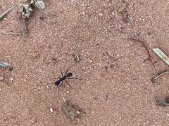 Rhytidoponera taurus