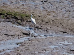 Egretta garzetta