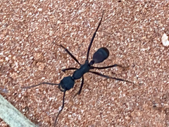 Rhytidoponera taurus
