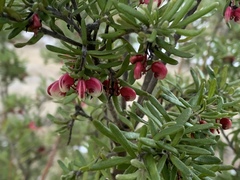 Grevillea lanigera