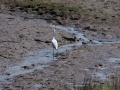 Egretta garzetta