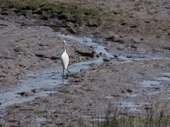 Egretta garzetta