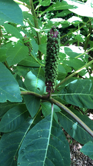 Phytolacca polyandra
