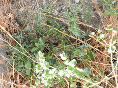Euphorbia serrata