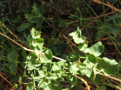 Euphorbia serrata