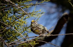 Pogoniulus chrysoconus