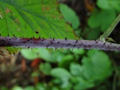 Rubus × loganobaccus