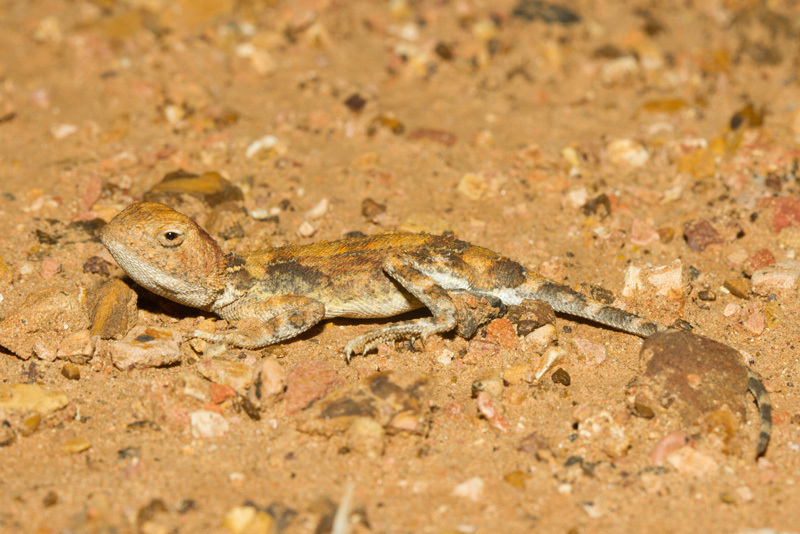 Gibber Earless Dragon