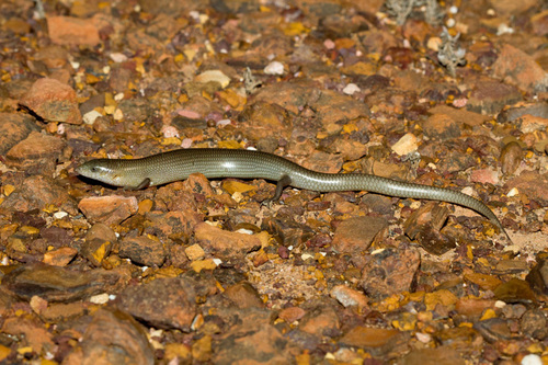 Samphire Slender Bluetongue, Cyclodomorphus melanops