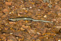 Cyclodomorphus melanops