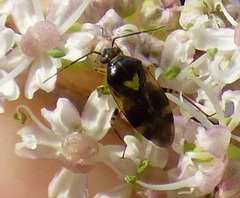 Orthops