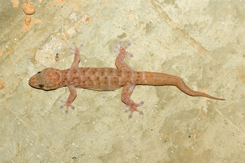 Robust Dtella, Gehyra robusta