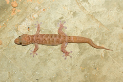 Gehyra robusta