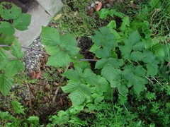 Rubus × loganobaccus