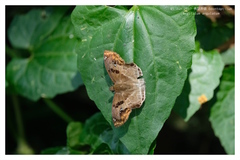 Odontoptilum angulata