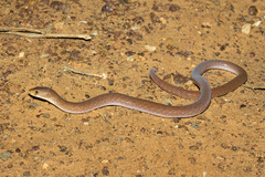 Pygopus schraderi