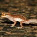 Pale-striped Ground Gecko - Photo (c) dhfischer, some rights reserved (CC BY-NC), uploaded by dhfischer