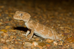 Nephrurus asper