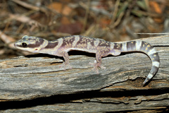 Oedura cincta