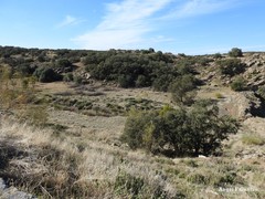 Olea europaea europaea