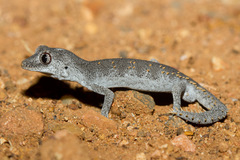 Strophurus krisalys