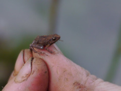 Arthroleptis sylvaticus