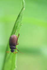 Maladera holosericea