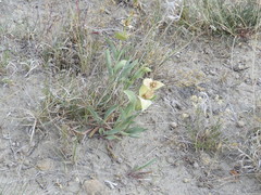 Penstemon nitidus
