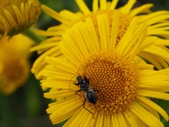 Himacerus mirmicoides