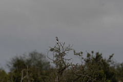 Lanius dorsalis