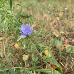 Cichorium intybus