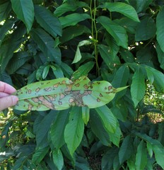 Phyllosticta asiminae