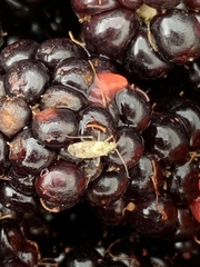 Compsidolon salicellum