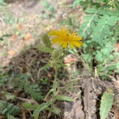 Picris hieracioides