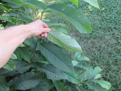 Phyllosticta asiminae