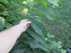 Phyllosticta asiminae