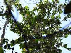 Querula purpurata