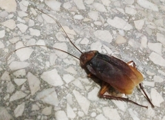 Periplaneta americana