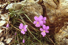 Viola bertolonii