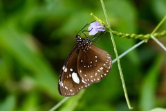 Euploea lewinii