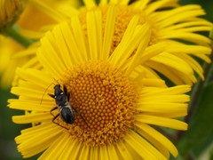 Himacerus mirmicoides