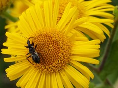 Himacerus mirmicoides