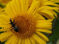 Himacerus mirmicoides