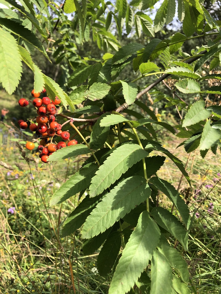 European Mountain Ash From RU On August 3 2020 At 12   Large 